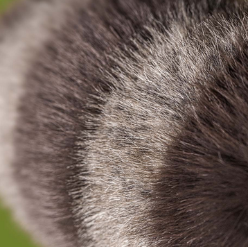 Jellycat Trixiwoo Raccoon