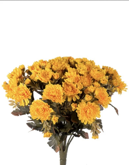 Yellow Fall Mum Bush